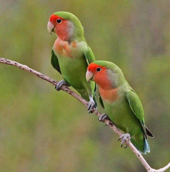 …cute Rosy-faced Lovebirds…